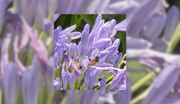 A honey bee climbing out of the purple agapanthus after collecting pollen.