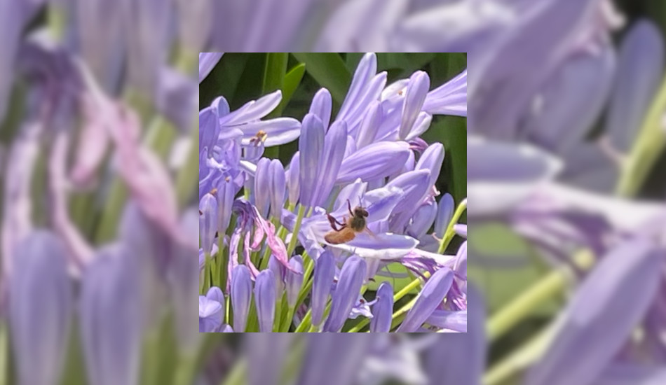 A honey bee climbing out of the purple agapanthus after collecting pollen.
