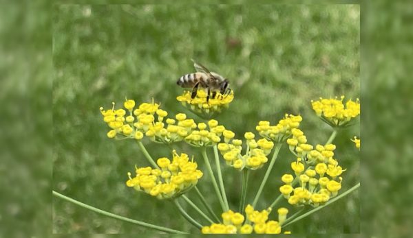 There are many mysterious facts about bees you can witness.