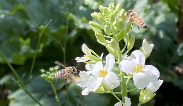 Honey bees are collecting pollen on Broccoli Kailaan, this is a Chinese Broccoli variety that grows all year in cooler climates.