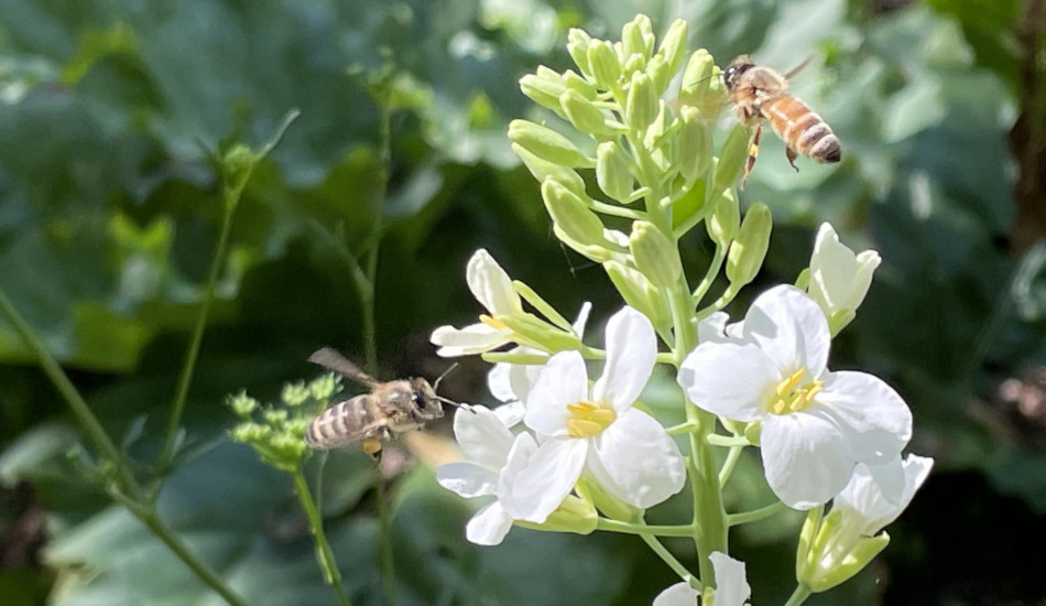 Honey bees are collecting pollen on Broccoli Kailaan, this is a Chinese Broccoli variety that grows all year in cooler climates.