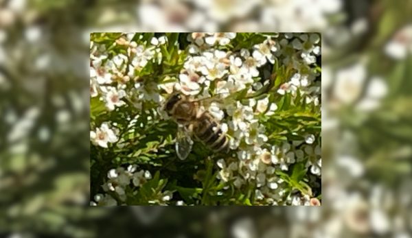 A honey bee collecting pollen from a white Australian wax flower.