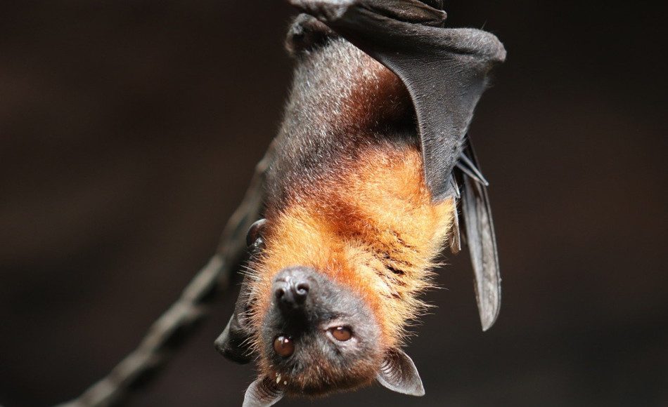 A bat hangs from a limb.