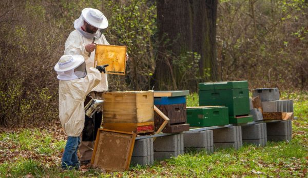 An adult beekeeper and a child work with a beehive.