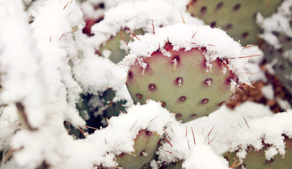 A cactus covered with snow.