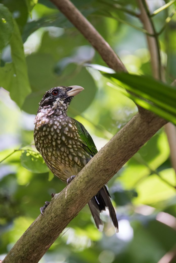Catbird in rainforest in Kuranda, Australia.