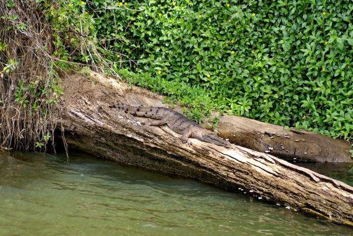 Freshwater crocodile in the Barron River, in Barron Gorge National Park, near Kuranda, Queensland, Australia