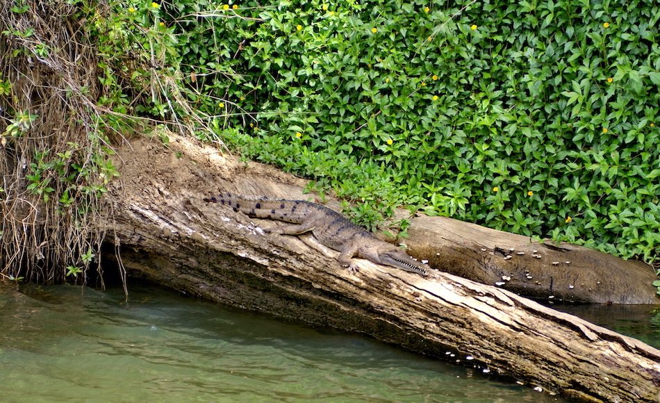Freshwater crocodile in the Barron River, in Barron Gorge National Park, near Kuranda, Queensland, Australia