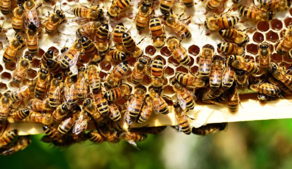 Honeybees making honeycomb.