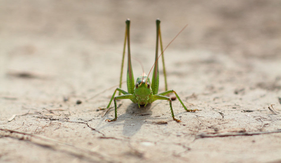 A locust sitting on the dry ground.
