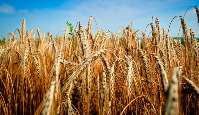 A field of wheat.