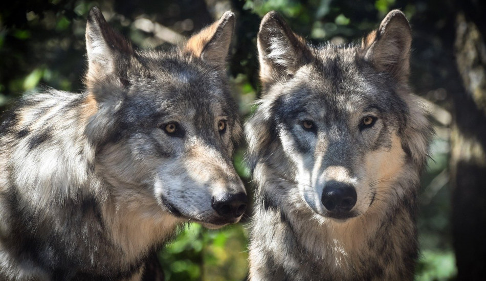 A pair of wolves in the forest.