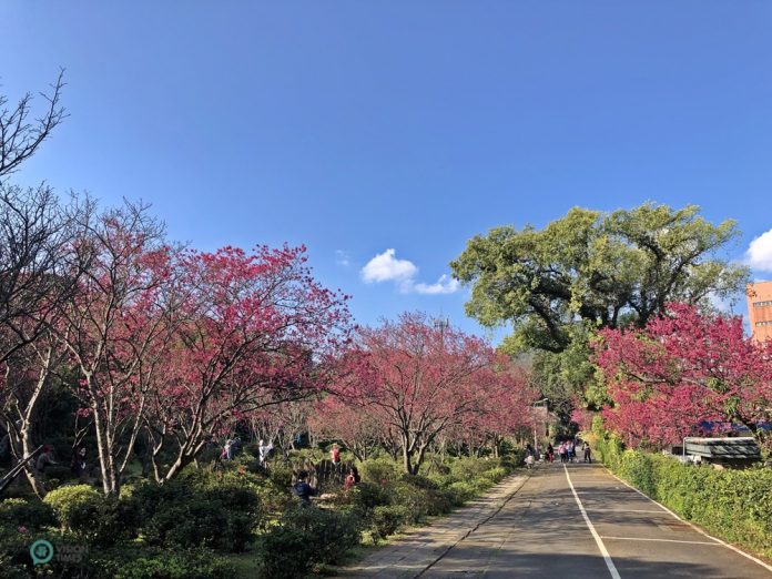 The cherry blossoms are in full bloom at the Taipei Floriculture Experiment Center.