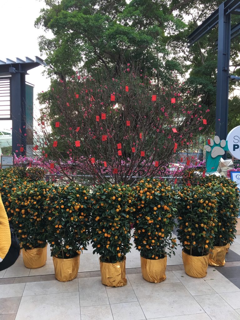 Kumquat Trees Chinese New Year