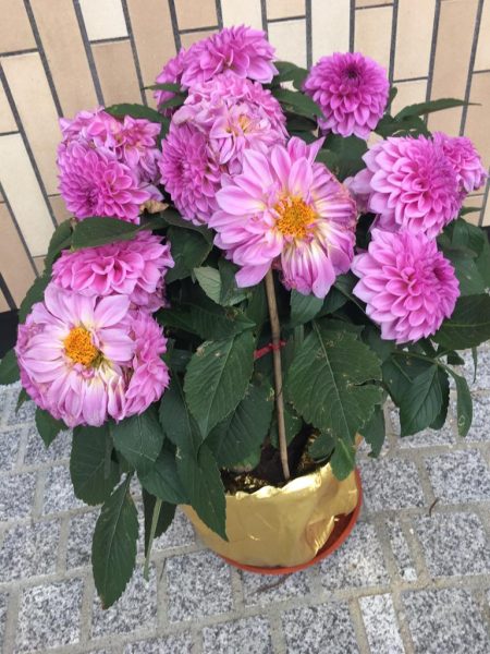 Chrysanthemums-with a golden pot-a symbol of hope on Chinese New year in Naibia.