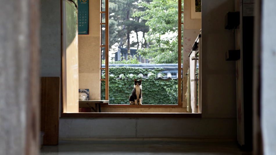 Cat resting inside the 1920s Joseon Dynasty Tea House