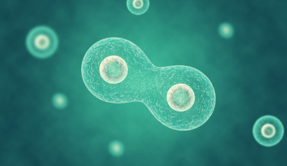 One cell undergoing division.