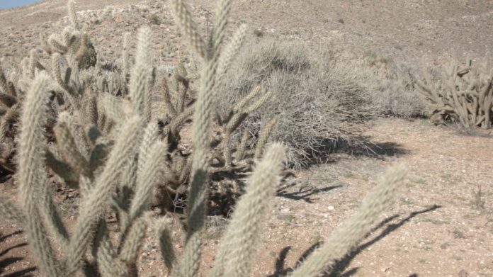 cholla cactus