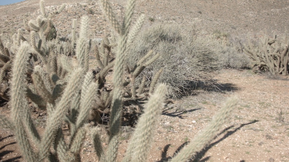 cholla cactus