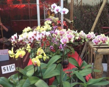 chinese new year flower market in hong kong orchids