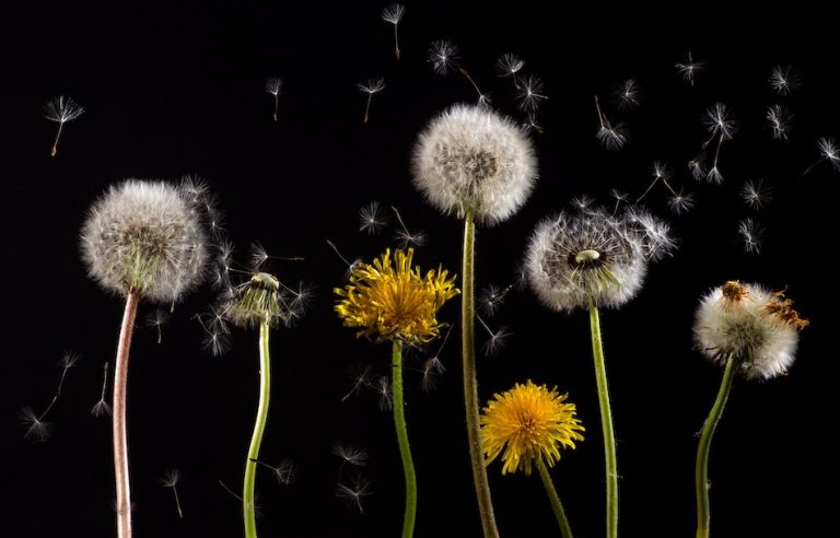 Dandelions with seeds blowing.