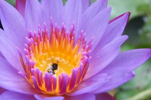 A blooming violet lotus flower.