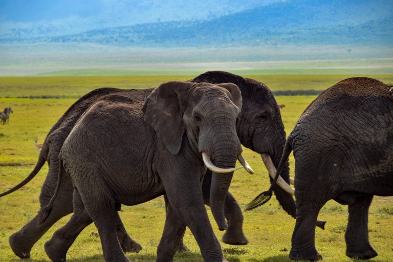 The elephants were fearful of the sound of a Masai man.