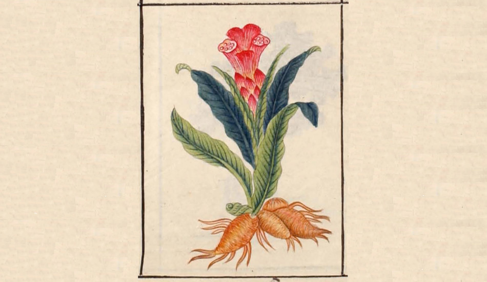 Illustration of a plant as found in Li Shizhen's "Compendium Materia Medica".