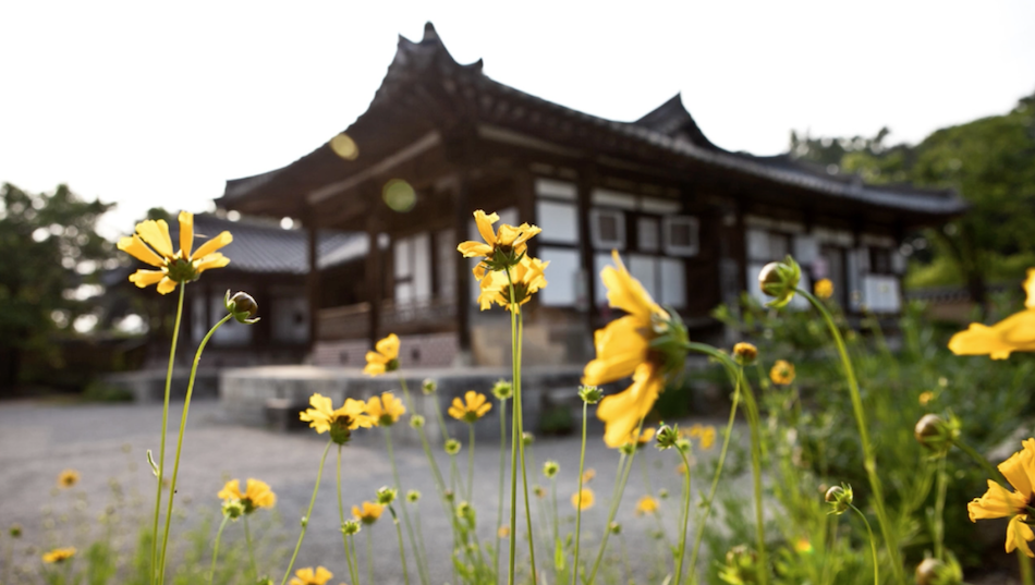 Seon Byeong-guk House with Yongshee's yellow flowers in the foreground.