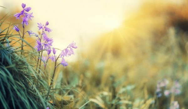 Close up of purple flowers growing in the green grass with yellow sunlight streaming in from behind.