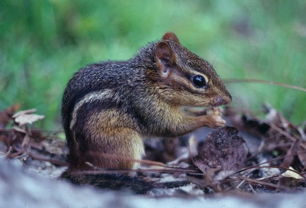 Eastern Chipmunk The Eastern chipmunk is a small rodent in the Family Sciuridae that can reach a body length of 12 inches (29.9 centimeters). Eastern chipmunks have white and black stripes running down the back side of their body.