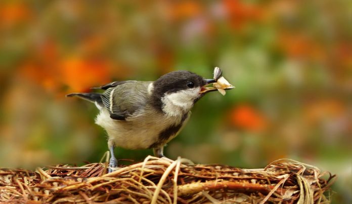 A bird perched on its nest with seeds in its beak.