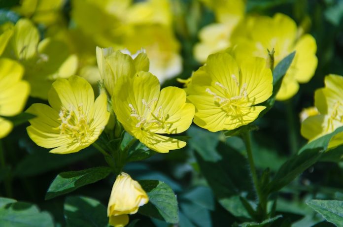 yellow evening primrose flower in bloom