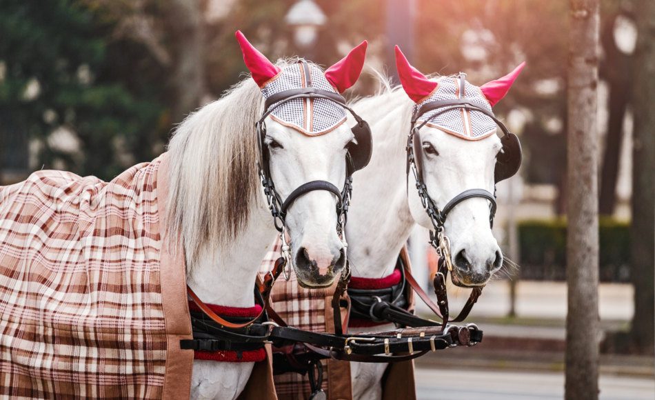 Two beautiful white fiaker carriage horses on the streets of central Vienna, Austria.