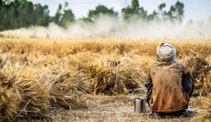 A man wearing a turban sits in a wheat field.