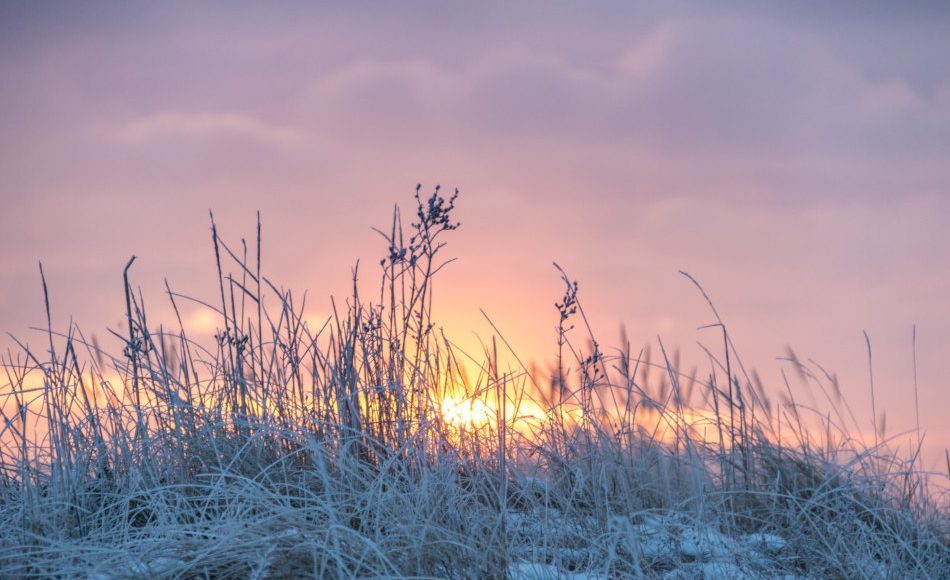 Sunrise seen through pasture grass covered in frost.
