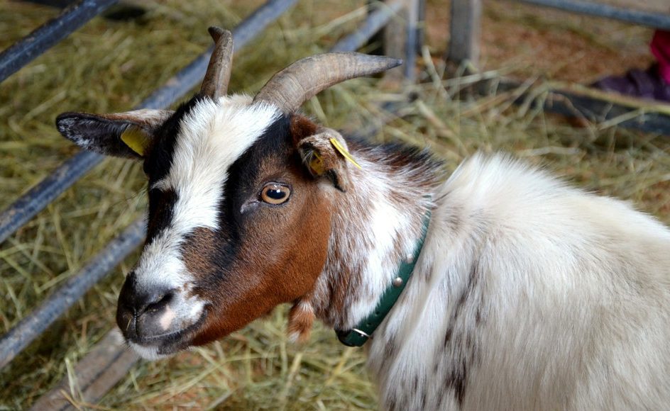 A goat with a green collar and yellow ear tags in a pen full of straw.