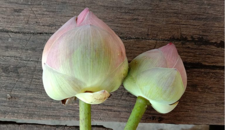 Unbloomed lotus blossoms on a wooden floor, a symbol of virtue.