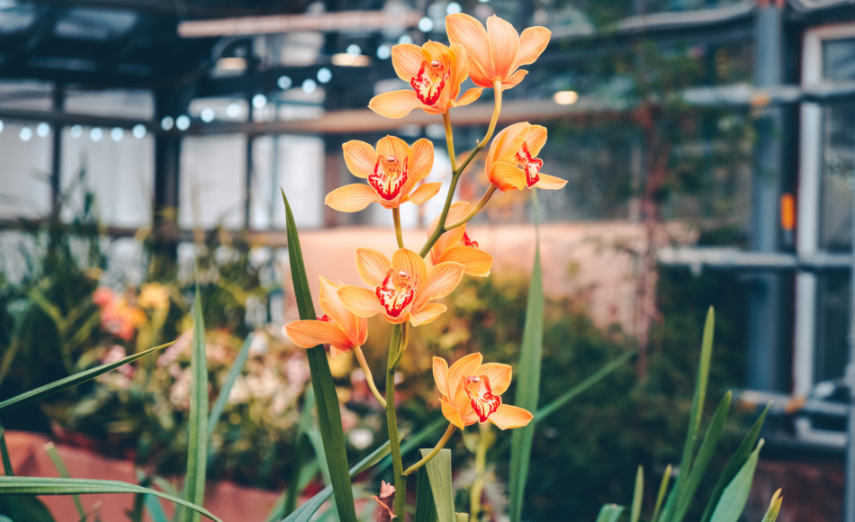 Blooming orange orchid in greenhouse.