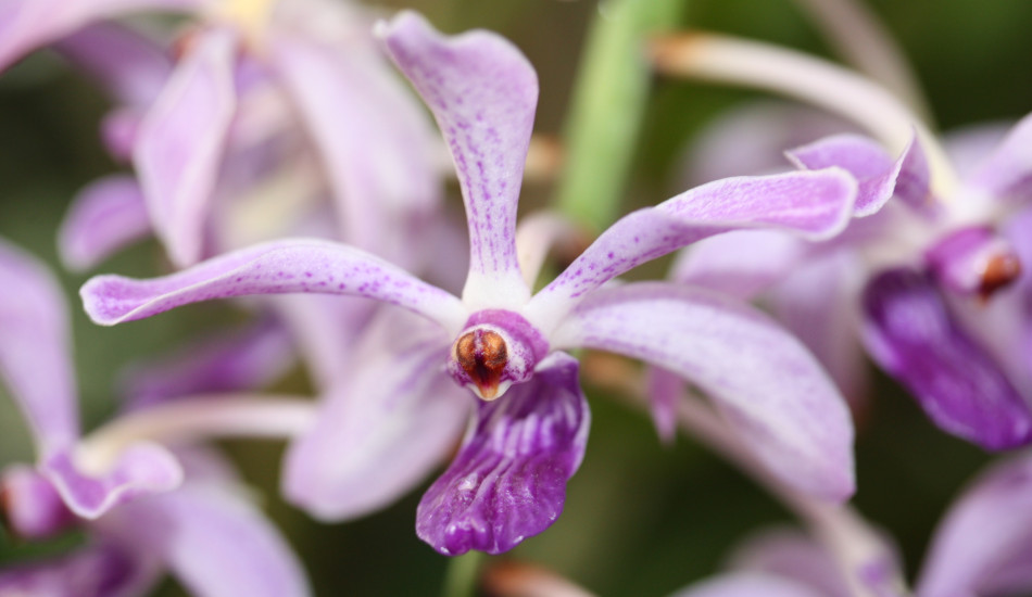 A rare Vanda orchid, purple and white in color.