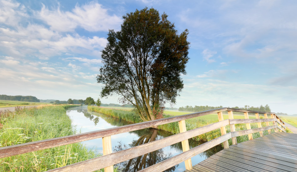 Tree by a bridge by a river.