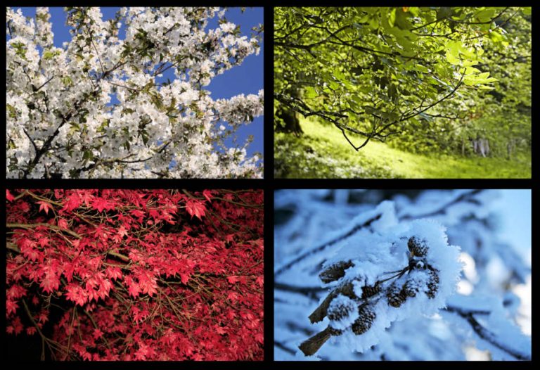 A collage of trees seen in all four seasons.