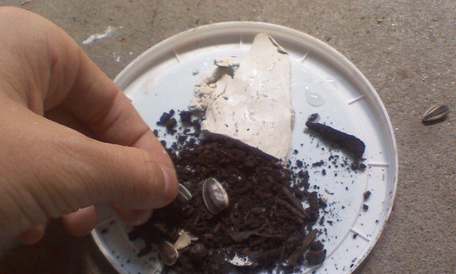 Making a seed bomb.