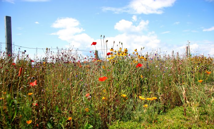 wildflowers