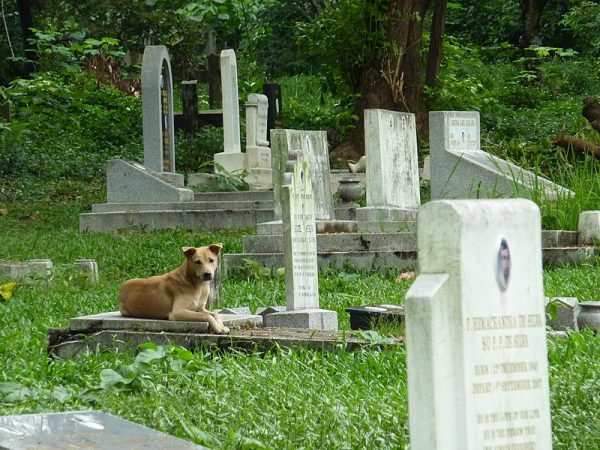 Loyalty shown by a dog in Italy, that visited its owners grave every day, is unexplainable.