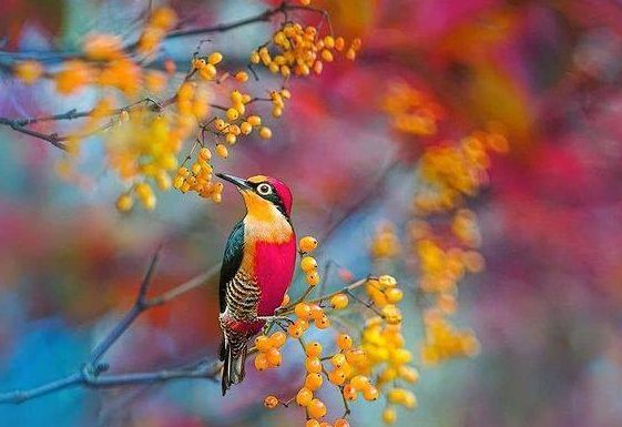 Misunderstanding: This little birdy made a terrible miscalculation. Although he has everything he is all alone.