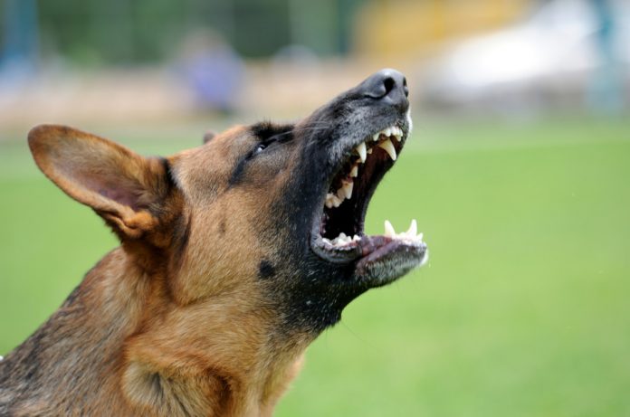 Close up of an angry dog barking and showing its teeth.