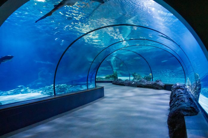 Aquarium Tunnel in Oceanarium is a successful business.