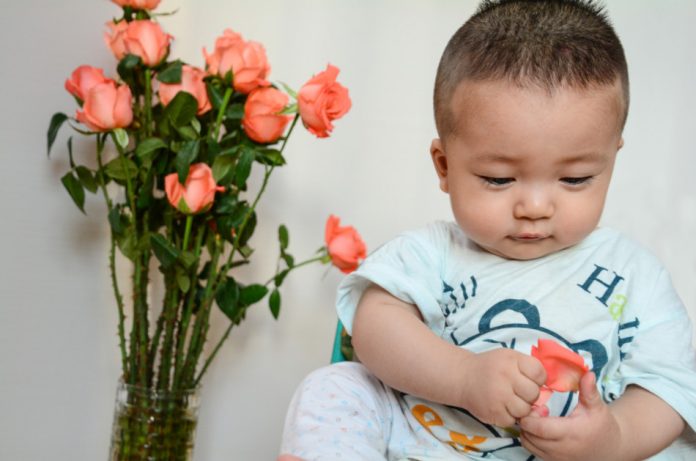 An Asian baby holds a coral colored rose petal.
