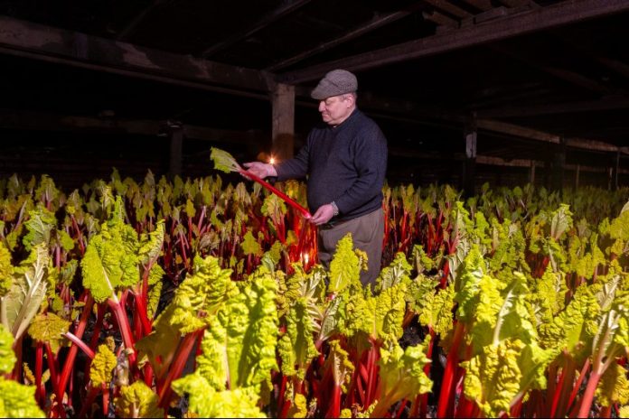 forced-rhubarb